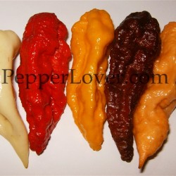 Collection: 5 Bhuts