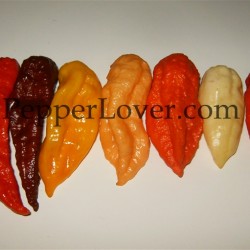 Collection: The Ultimate Bhut