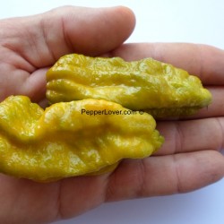 Mustard Lava Drop (PL)