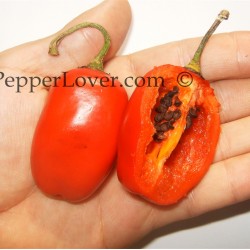 Andes Red Rocoto