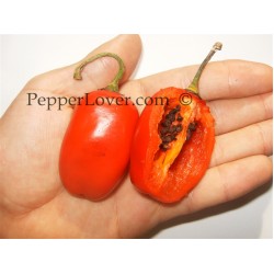 Andes Red Rocoto