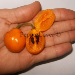 Guatemalan Orange Cherry