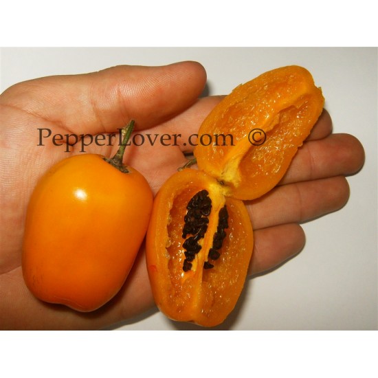 Guatemalan Orange Rocoto