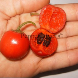 Guatemalan Red Cherry