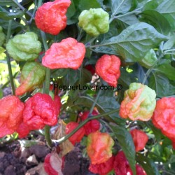 Moruga Scoprion Red Flat Head