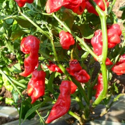 Red Fatalii Scoprion