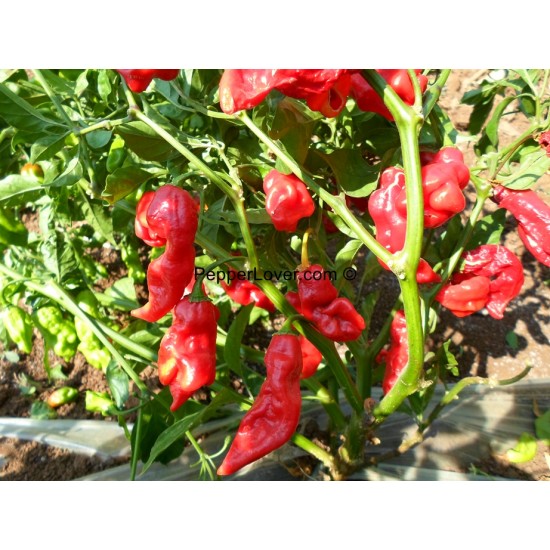 Red Fatalii Scoprion