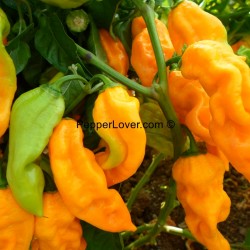 Yellow Fatalii Lime