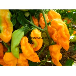 Yellow Fatalii Lime