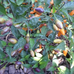 Amazon Golden Olives 