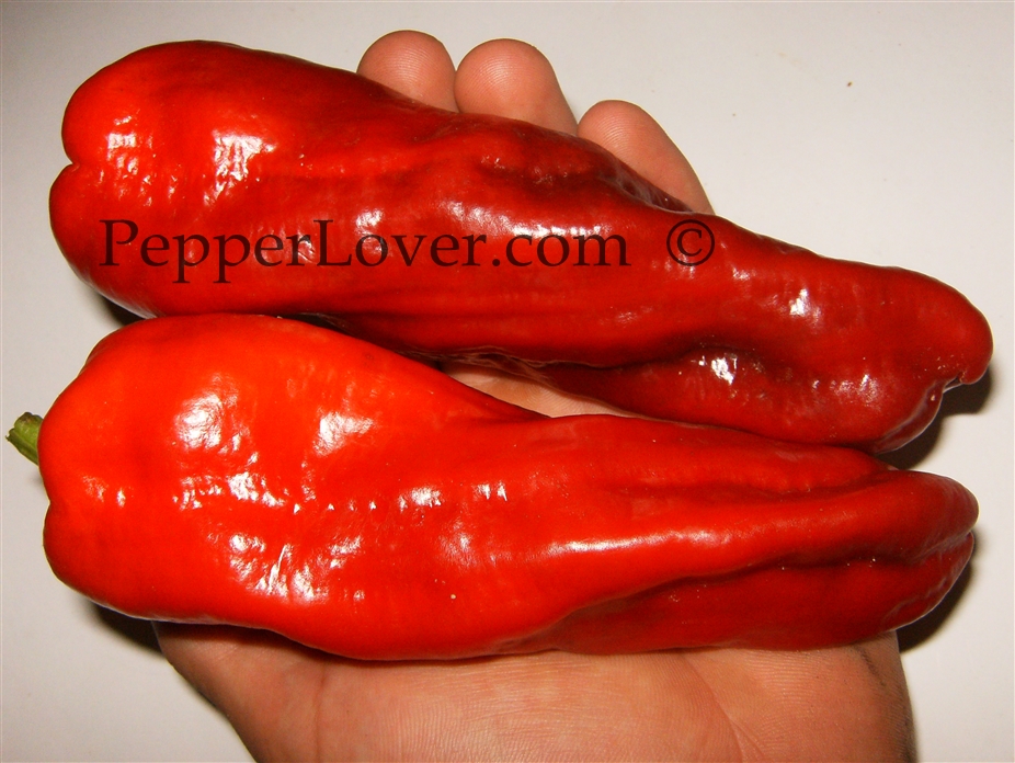 Matay Pepper, Capsicum annuum