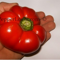 Tomato Pepper