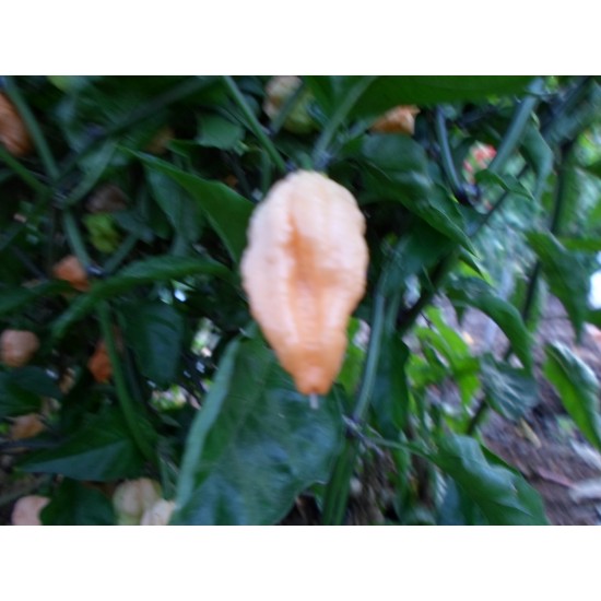 Purple Peach mini 7 pod